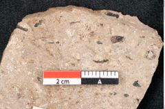 Foto (Detailansicht) von Pinus palaeostrobus Ettingshausen (NHMW-GEO-2024-0188-8269)